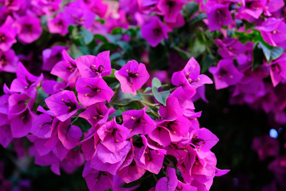 pink flowers in tilt shift lens