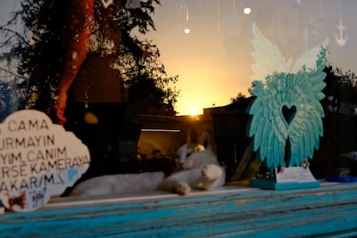 A cat lounging on a window sill beneath a sunset sky, with tree silhouettes reflected in the glass. A turquoise angel wing decoration with a heart cutout stands beside the cat. A sign with Turkish text is partially visible.