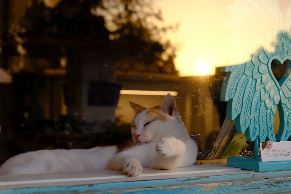 white and brown cat on blue textile