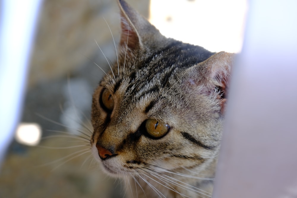 Gato atigrado marrón en fotografía de primer plano