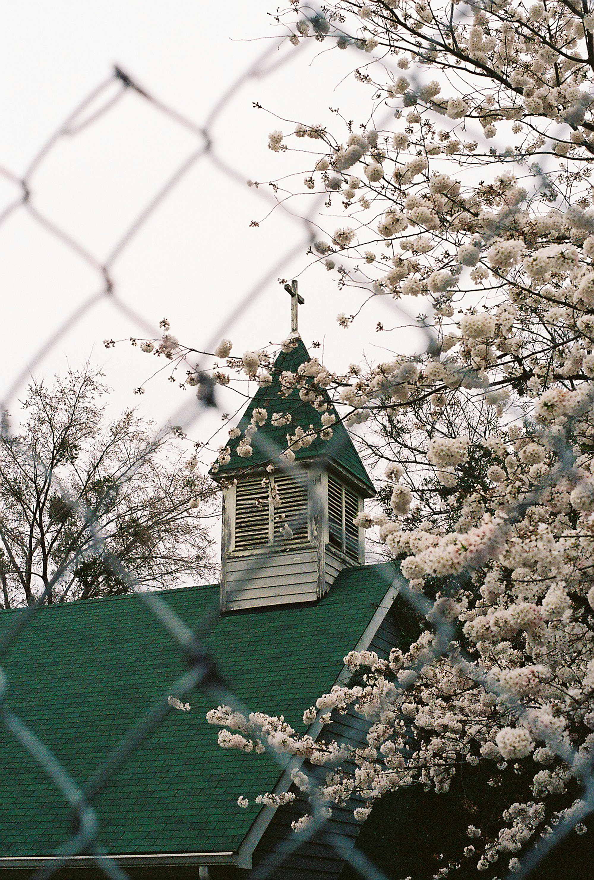 white cherry blossom tree near green and white house during daytime