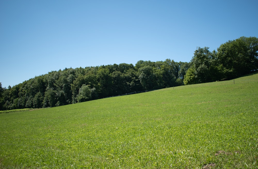 green grass field with trees under blue sky during daytime