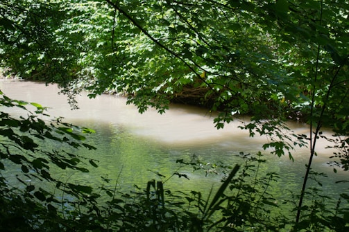 Sunlight filtering through green leaves over a peaceful river, representing environmental security