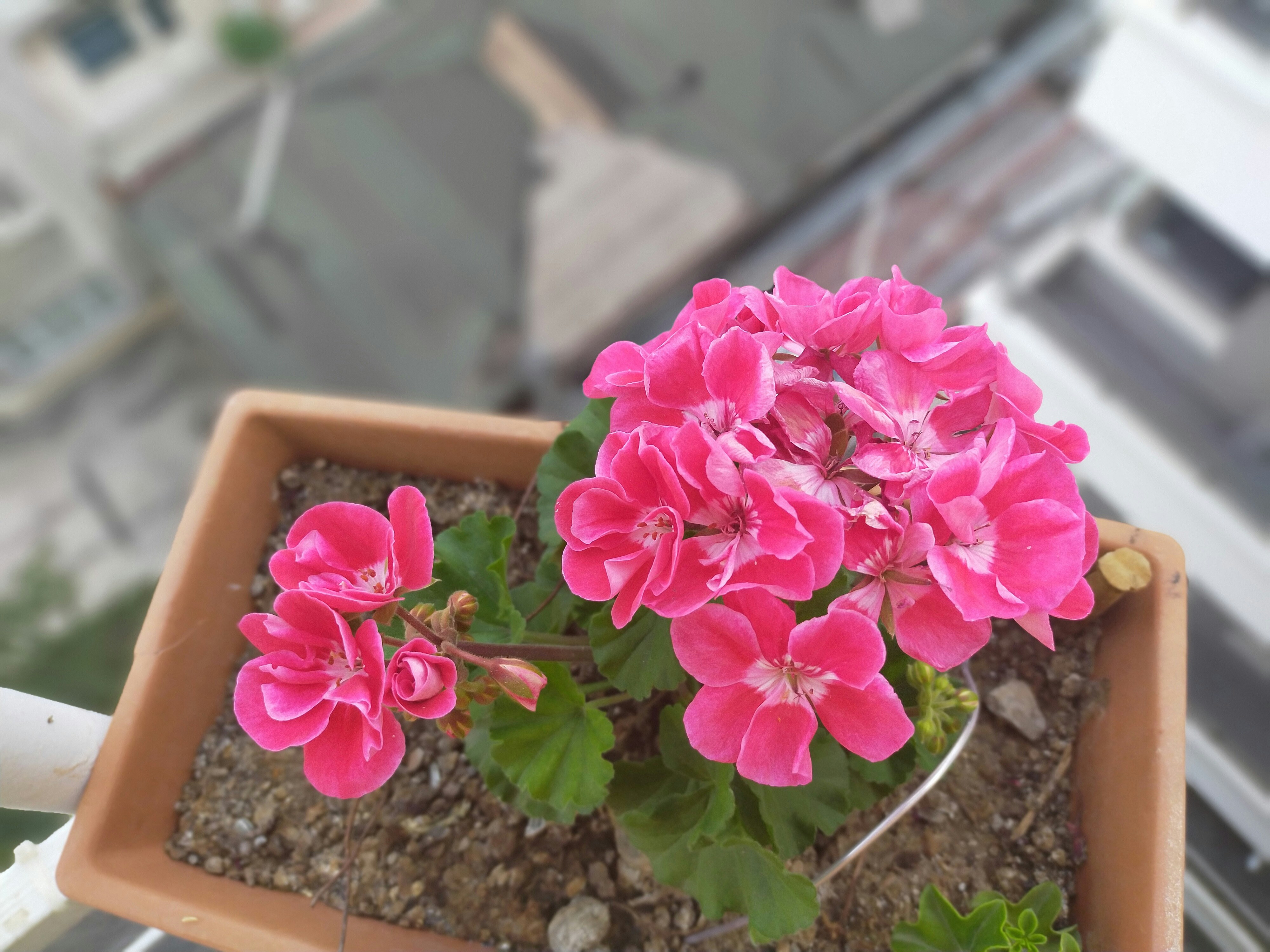 How to Overwinter Your Geraniums Indoors