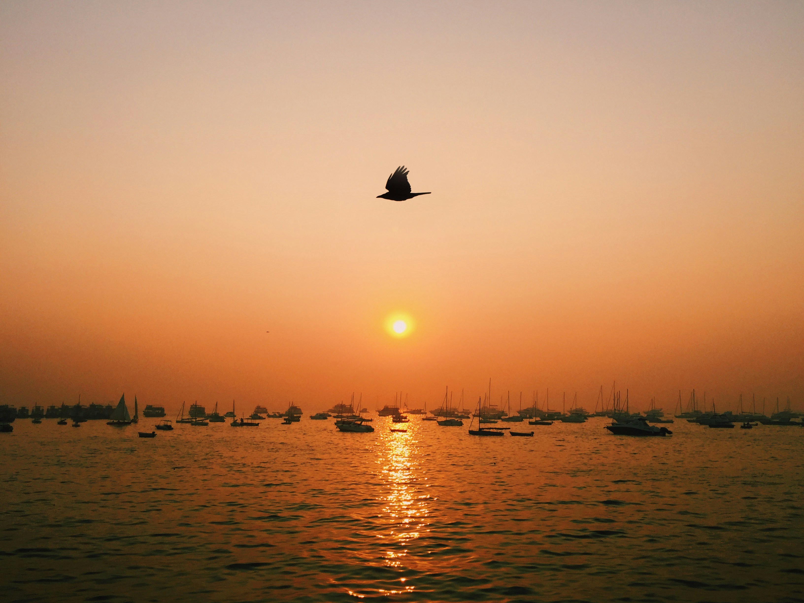 silhouette of birds flying over the sea during sunset