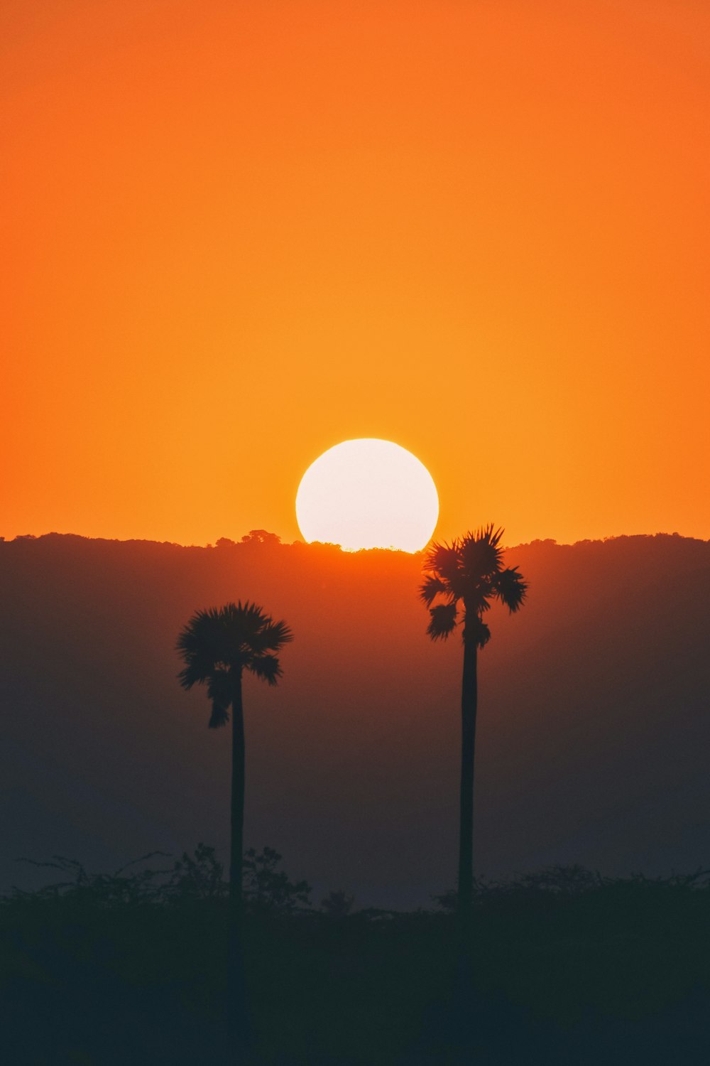 夕暮れ時の木々のシルエット