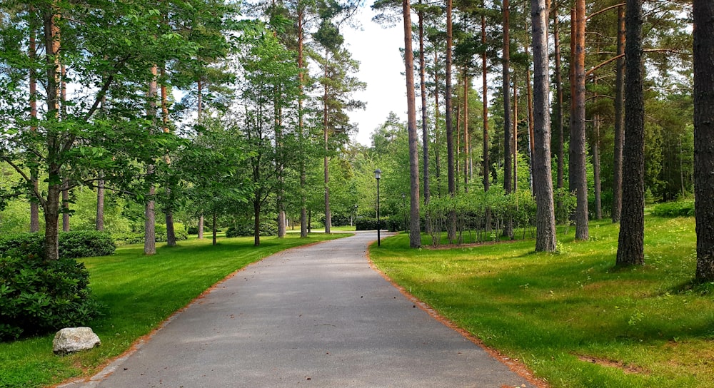 gray concrete road between green grass and trees during daytime