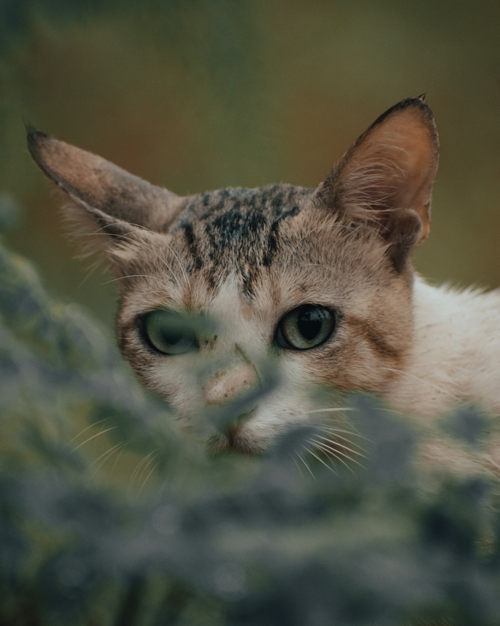 Chat blanc et brun sur Black Rock