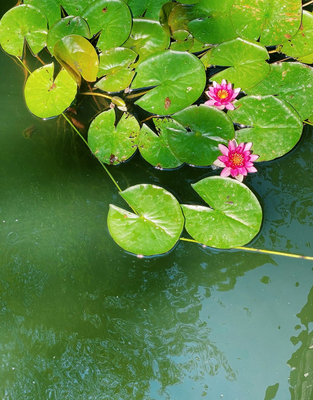 pink lotus flower on water