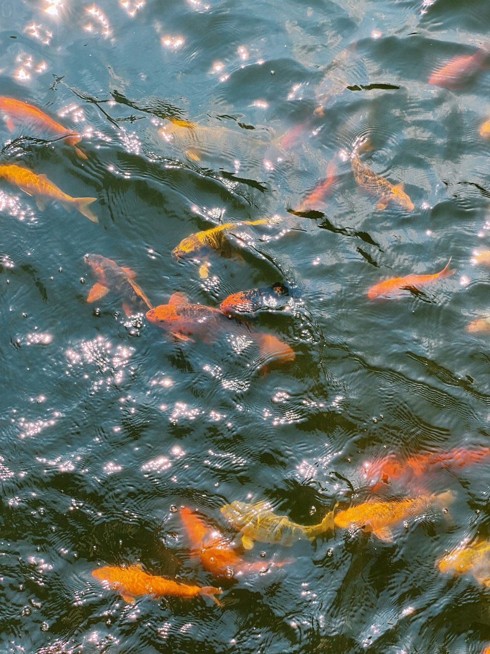 school of koi fish in water