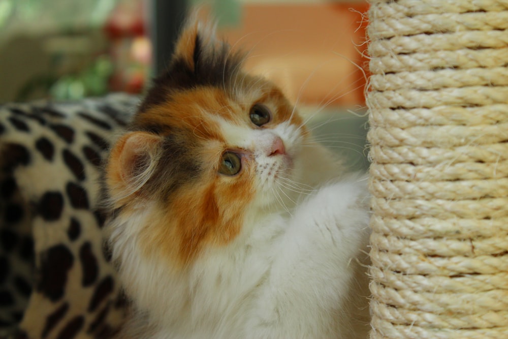 Chat blanc orange et noir sur panier en osier brun