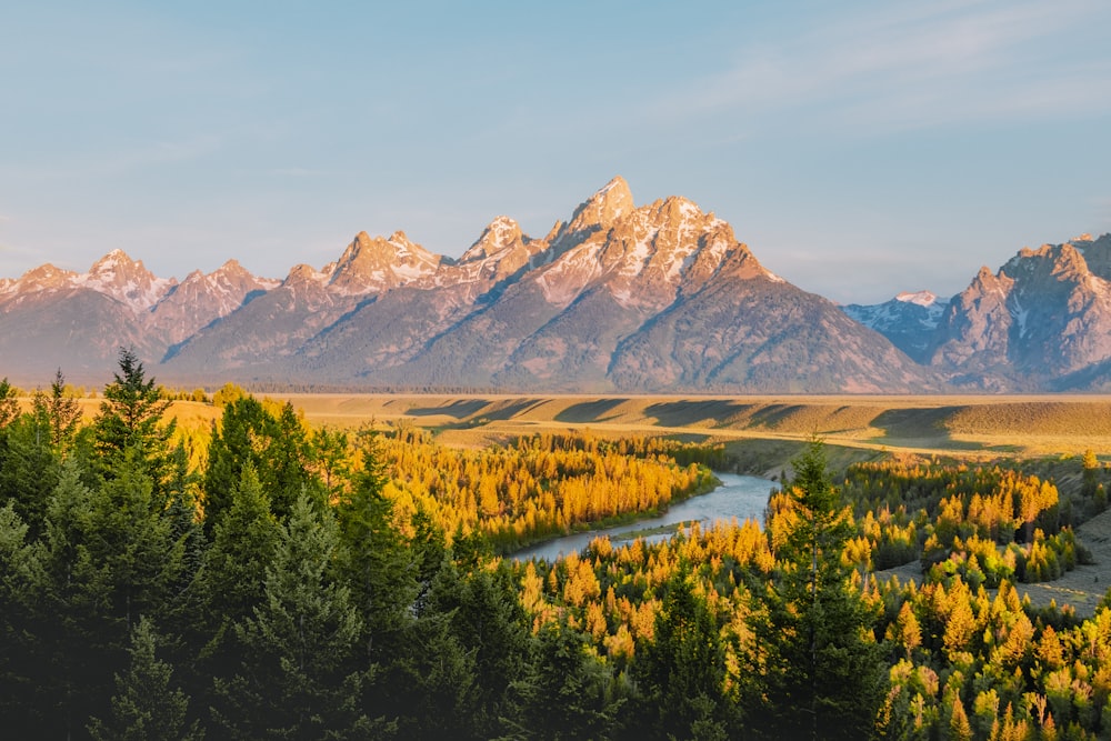 Grüne Bäume in der Nähe von Brown Mountain unter blauem Himmel tagsüber