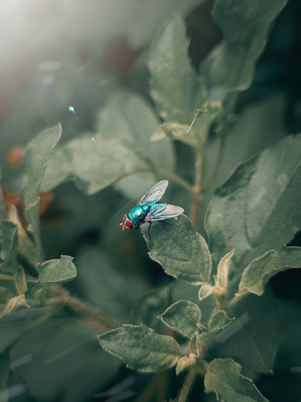 blue and black fly on green leaf plant