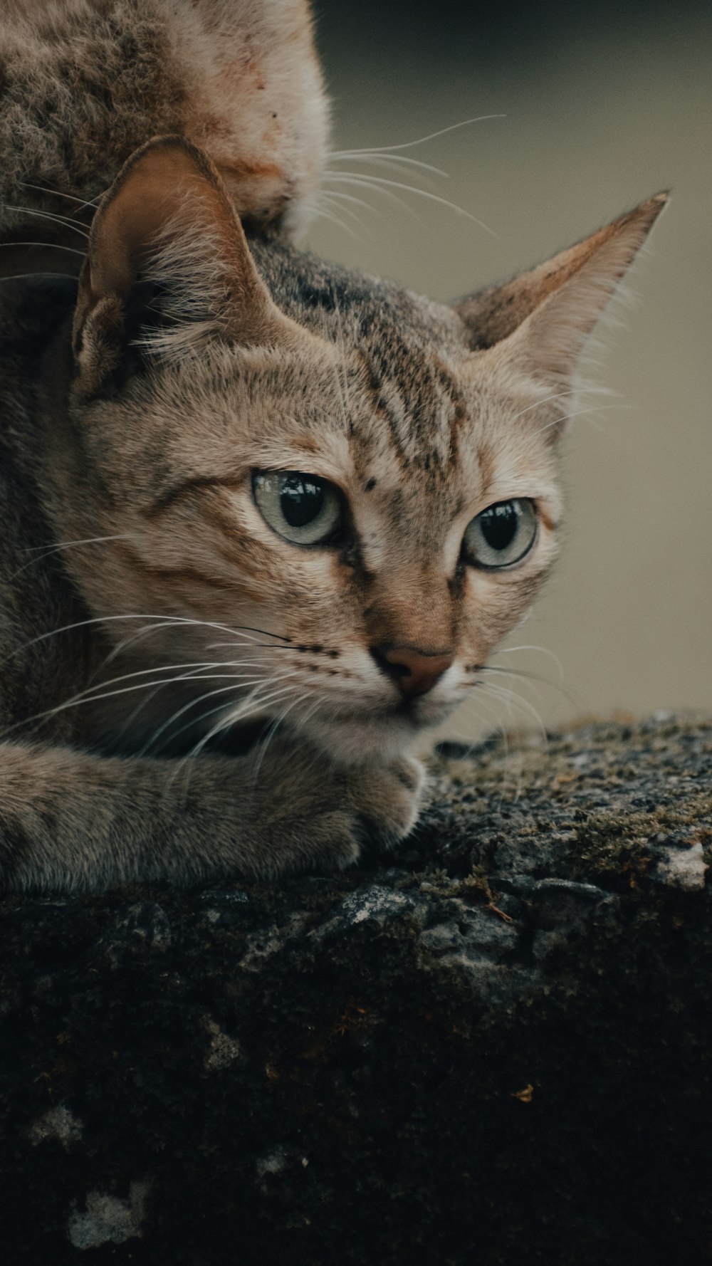 brown tabby cat on black rock
