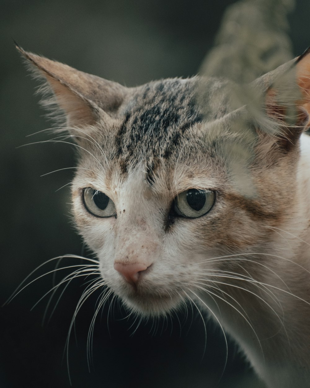 Chat tigré brun en photographie rapprochée