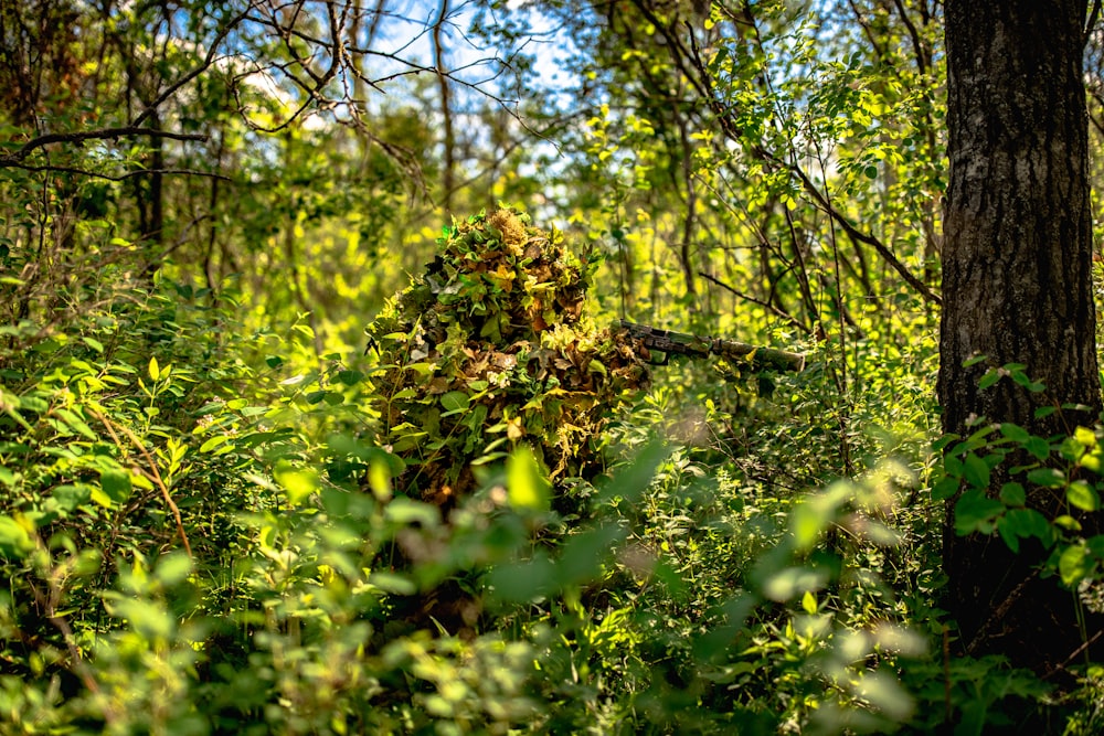 green leaved trees during daytime