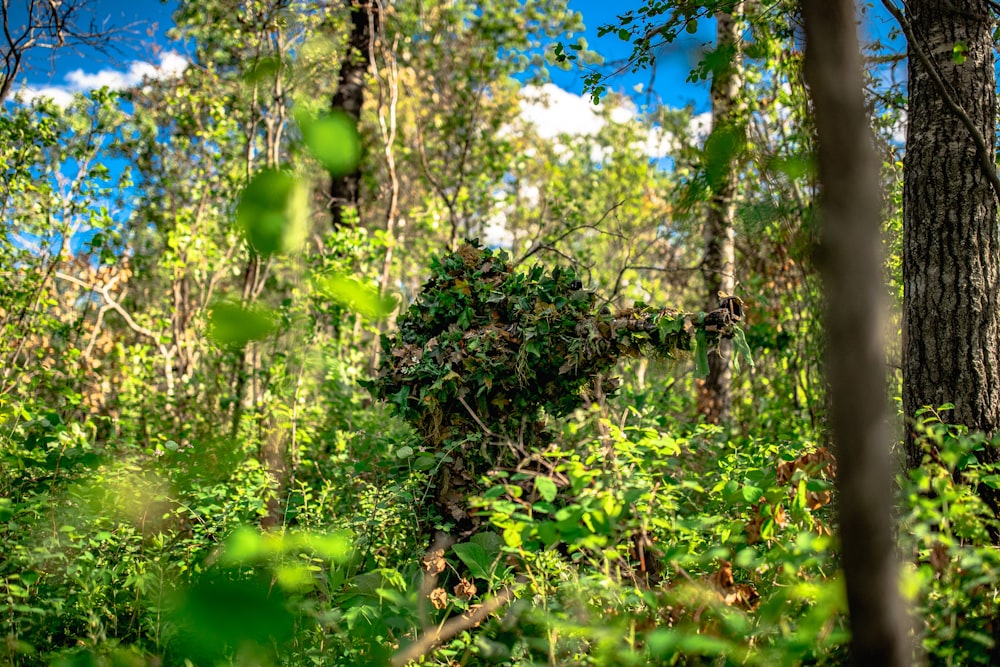 green and yellow leaf plants