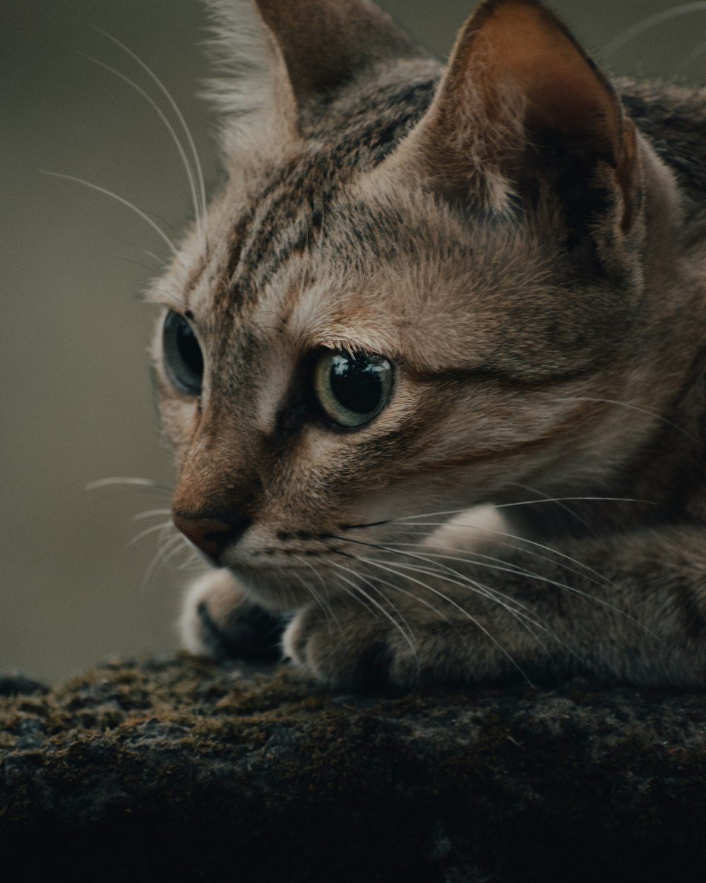 brown tabby cat on black rock
