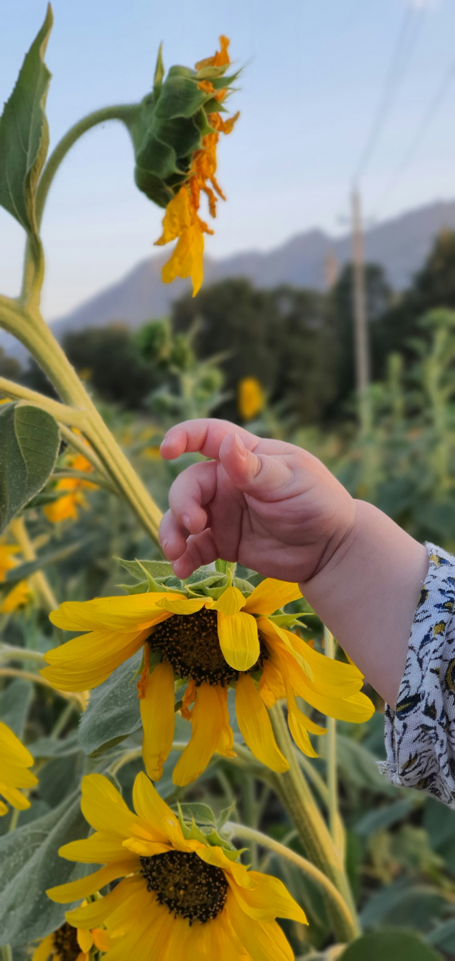 Child's hand reaching for vibrant sunflower blooms in a picturesque garden setting at On Sunny Slope Farm, highlighting the beauty of sunflowers and their role in enhancing outdoor spaces.