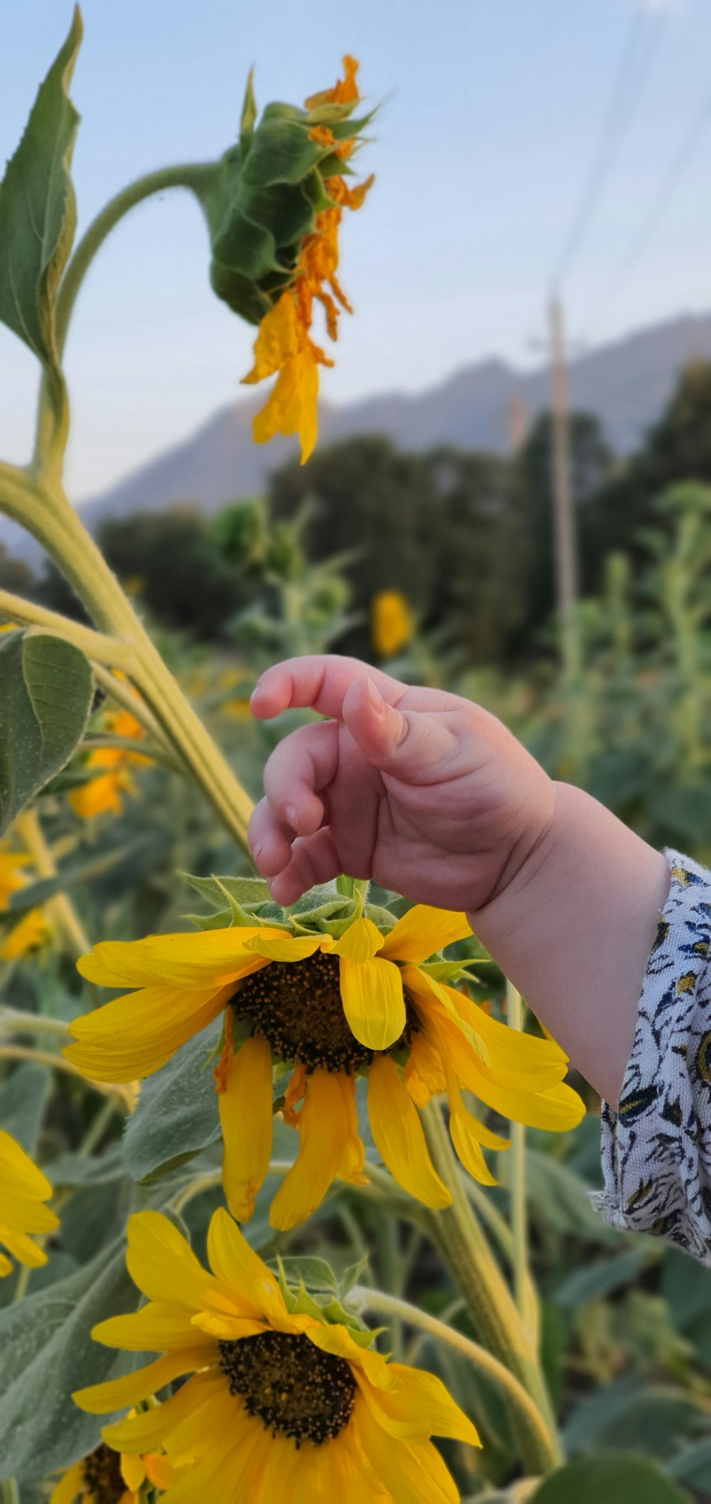 person holding sunflower during daytime