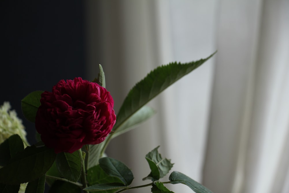 purple flower with green leaves