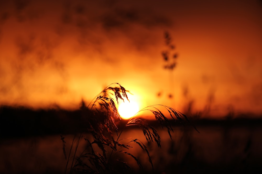 silhouette of grass during sunset