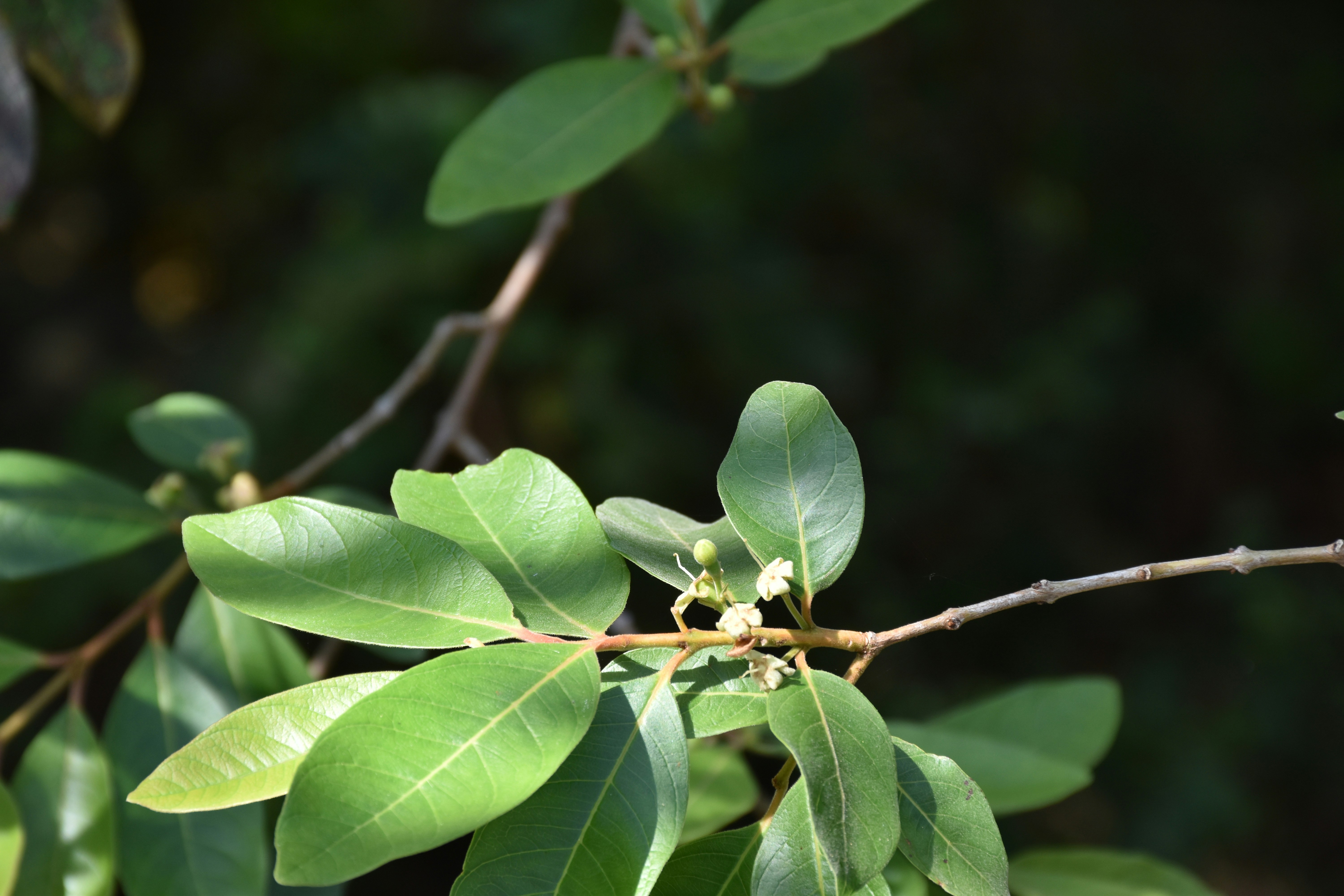 Photo by unflashbuddika