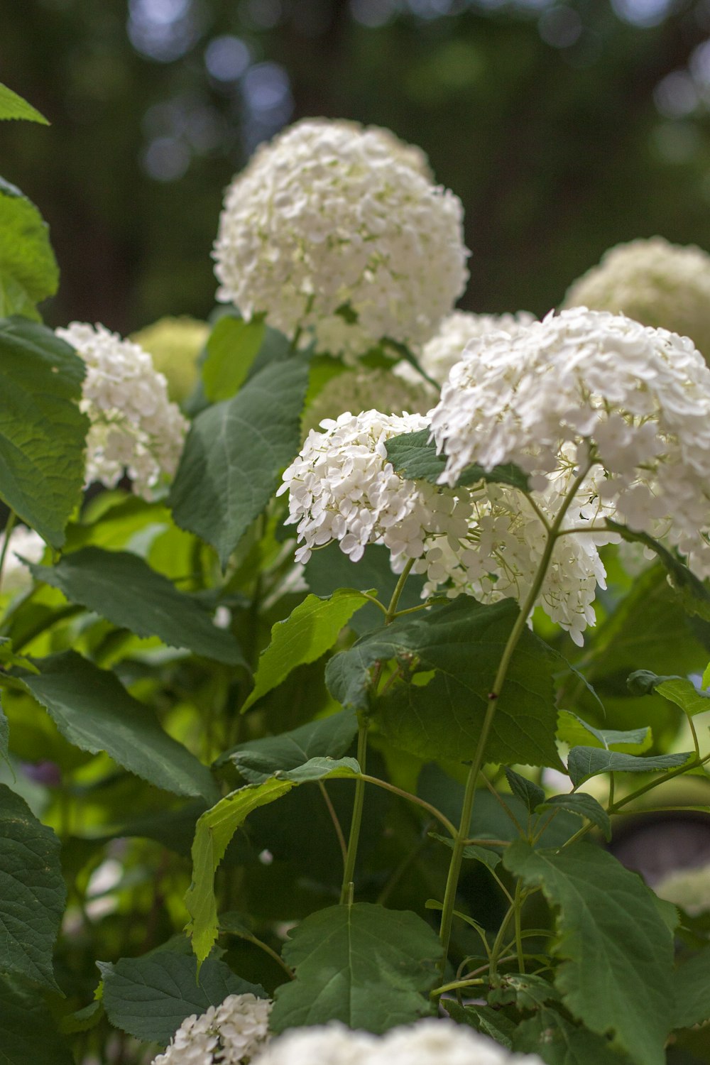 white flowers in green leaves