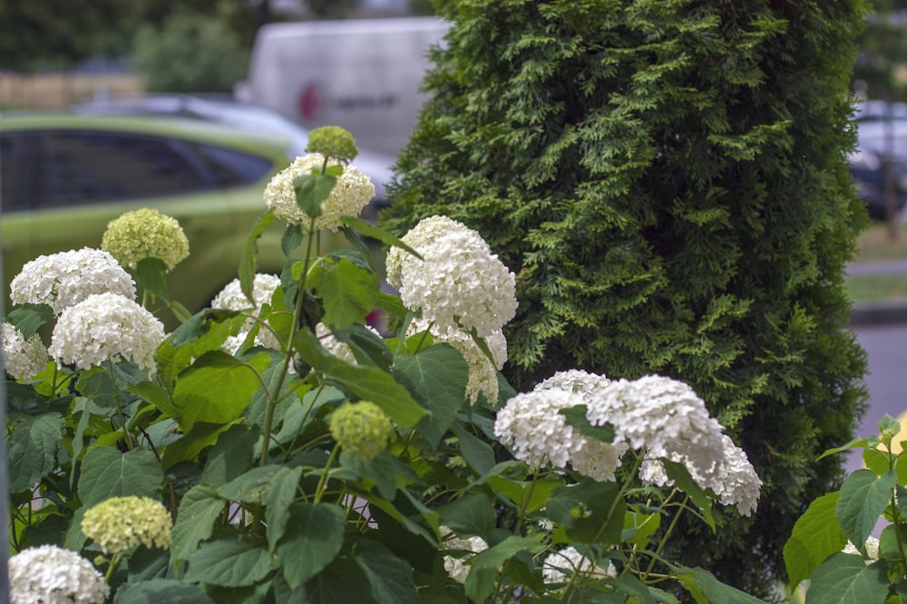 white flowers with green leaves