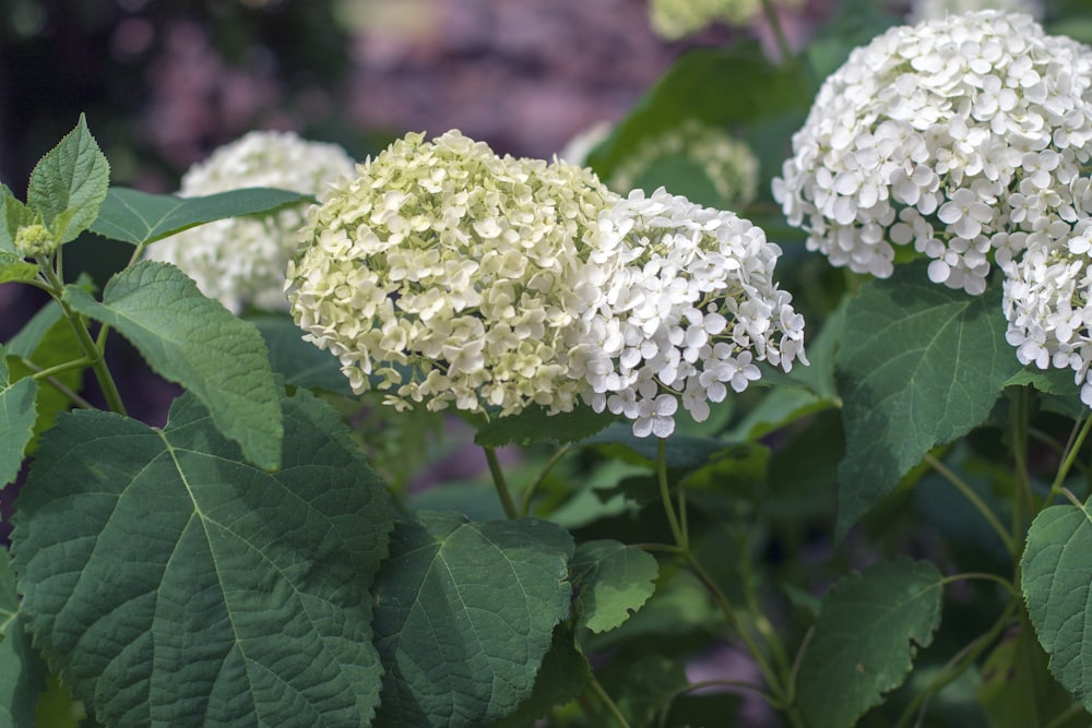 white flower in macro shot