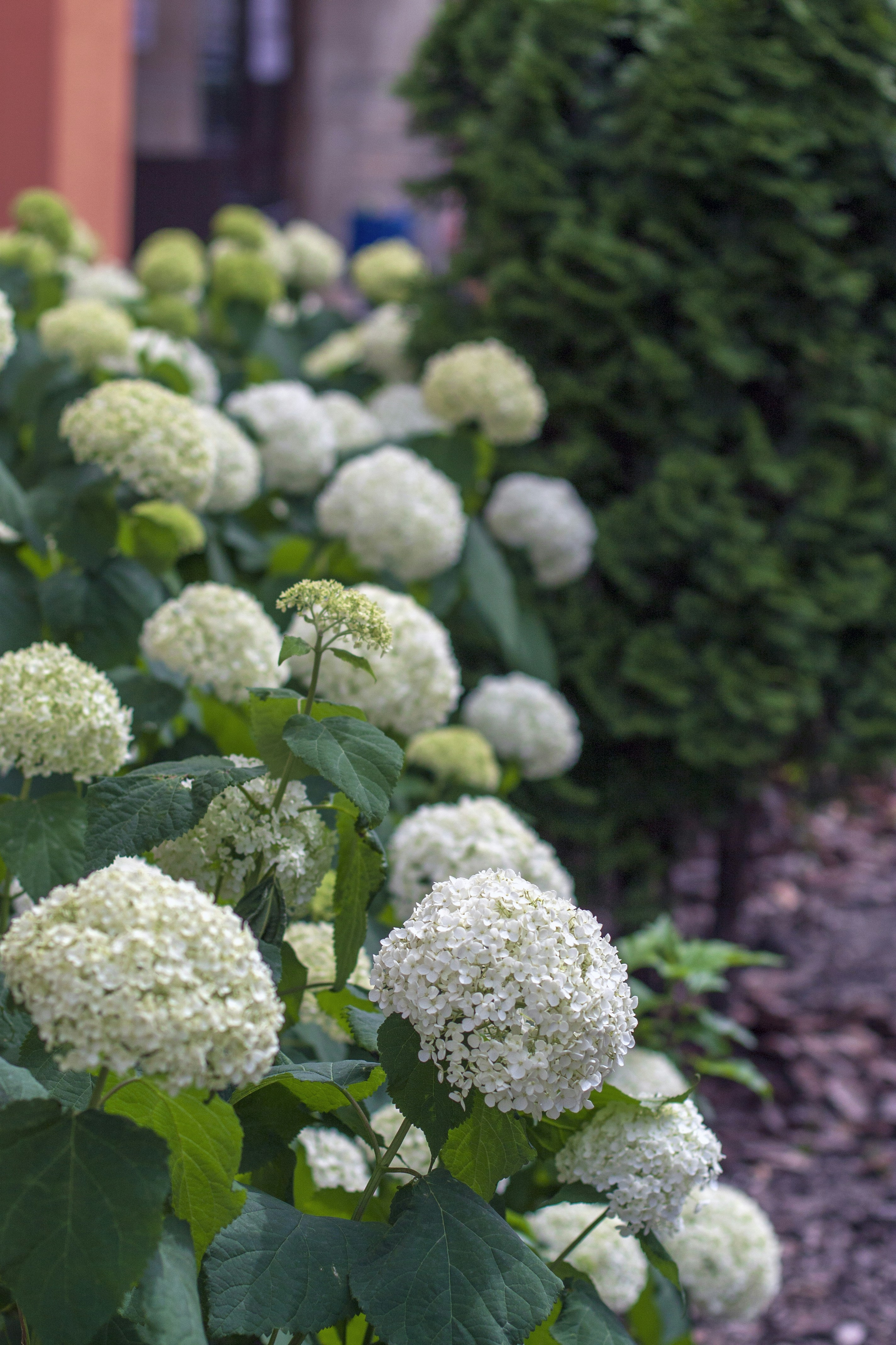white and green flower buds