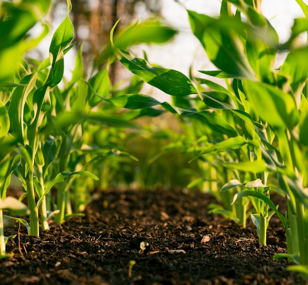 green plant on brown soil