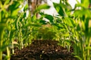 green plant on brown soil