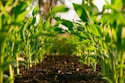 green plant on brown soil