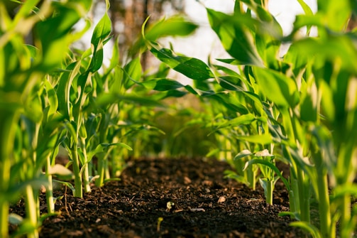 Plantas verdes en el campo