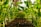 Close-up of fresh corn plants growing in fertile soil.