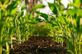Logo AgriChain