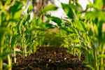 Agricultural Solar