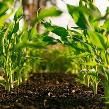 Cover Image for Food, Farm, & Frequency
