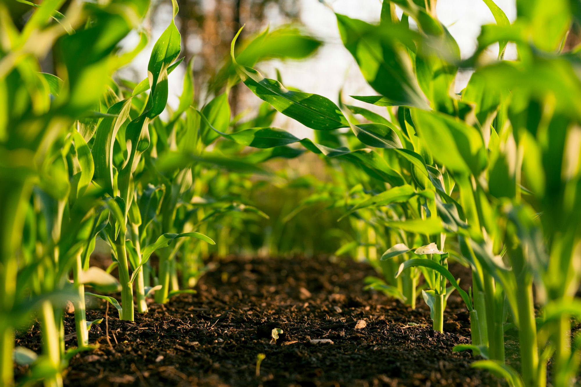 Agriculture bio : un bienfait pour le climat !