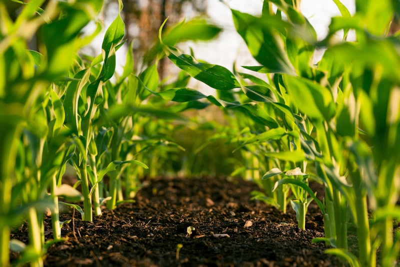 Young cassava seedlings rising from dark soil