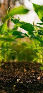 green plant on brown soil