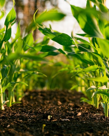 green plant on brown soil