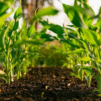 green plant on brown soil