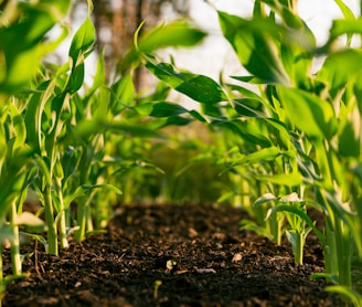 green plant on brown soil