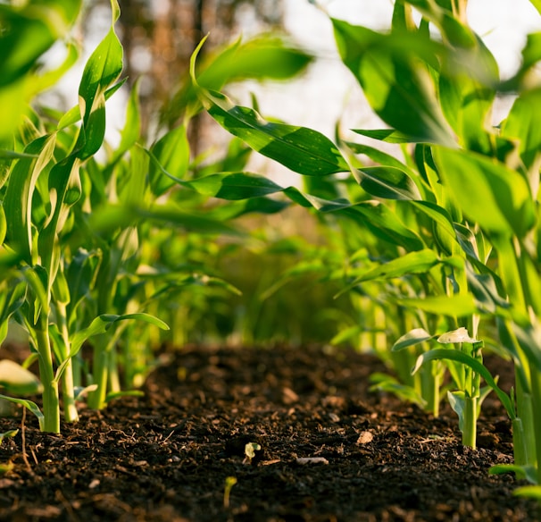 green plant on brown soil