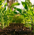 green plant on brown soil