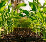 green plant on brown soil