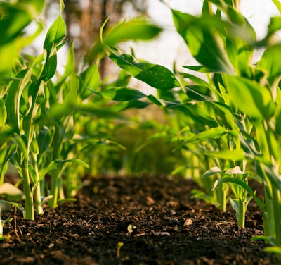 green plant on brown soil