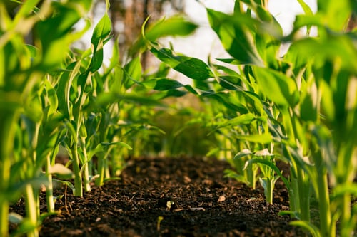 Imagine de flori care încolțesc, ca și creșterea organică de care aveți nevoie